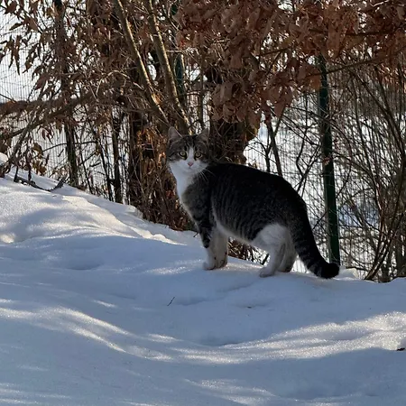 别墅 Emina Koselji